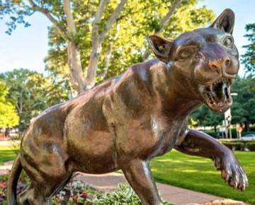 panther